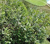 Salix appendiculata (grandifolia)