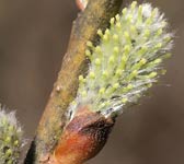 Salix appendiculata (grandifolia)