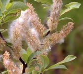 Salix appendiculata (grandifolia)