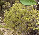 Salix atrocinerea