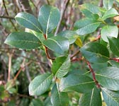 Salix bicolor (S. phylicifolia)