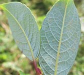 Salix bicolor (S. phylicifolia)