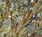 Salix bicolor (S. phylicifolia)