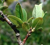 Salix caesia