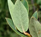 Salix caesia