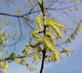 Salix eleagnos