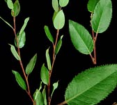 Salix foetida