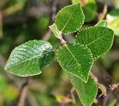 Salix foetida