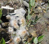 Salix foetida