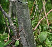 Salix foetida