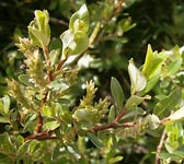 Salix foetida