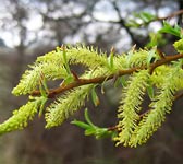 Salix fragilis