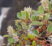 Salix glaucosericea