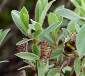 Salix glaucosericea