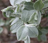 Salix glaucosericea