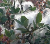 Salix glaucosericea