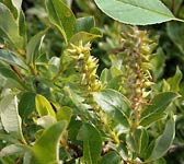 Salix hastata