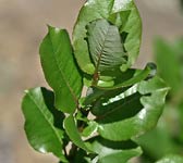 Salix hastata