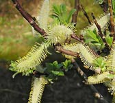 Salix hastata