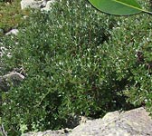Salix helvetica