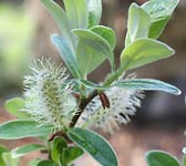 Salix helvetica