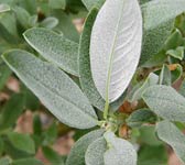 Salix helvetica