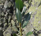 Salix helvetica