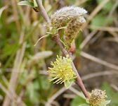 Salix helvetica