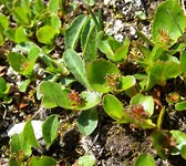 Salix herbacea