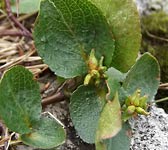 Salix herbacea