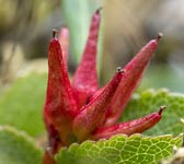 Salix herbacea