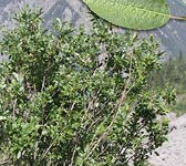 Salix myrsinifolia