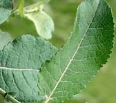 Salix myrsinifolia