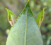 Salix myrsinifolia