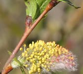 Salix myrsinifolia