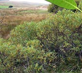 Salix pentandra