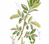 Salix pentandra