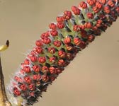 Salix purpurea