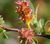 Salix purpurea