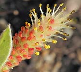 Salix pyrenaica