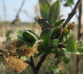 Salix repens subsp. dunensis