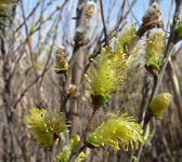 Salix repens subsp. dunensis