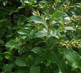 Salix repens