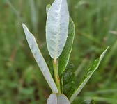 Salix repens