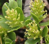 Salix retusa