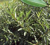 Salix triandra