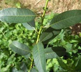 Salix triandra