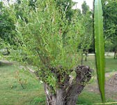 Salix viminalis