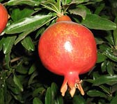 Punica granatum