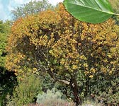 Sorbus chamaemespilus